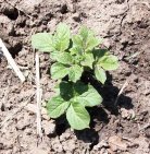 Potato Plant Coming Up