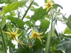 Tomato Blossoms