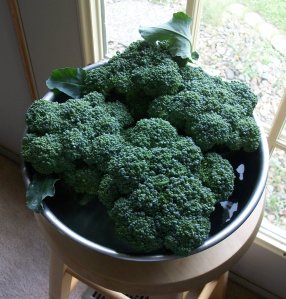Broccoli Harvest