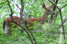 Deer in the Park - Photo Credit Heidi Jo Smith