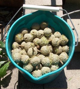 Bur Oak Acorns