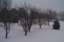 Apple Trees in Winter