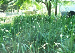 Garlic Scapes