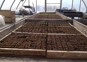 Seedlings