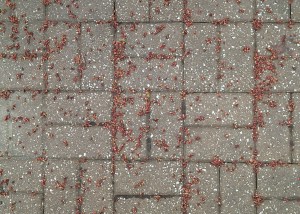 Fallen Maple Tree Buds