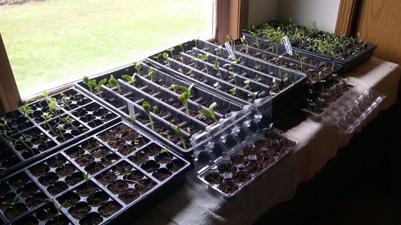 Garden Seedlings