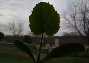 Zucchini Seedling