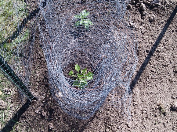 Anaheim Peppers in a Roll of Chicken WIre
