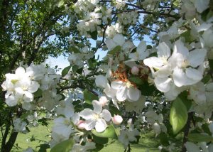 Frosted Apple Blossoms