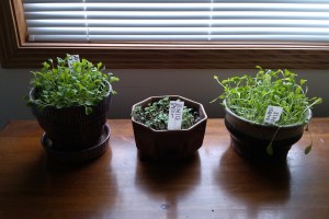 Arugula, Basil and Lettuce