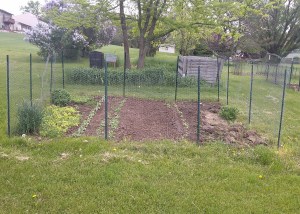 Lettuce Transplanted
