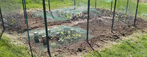 Protected Seedlings, We Hope