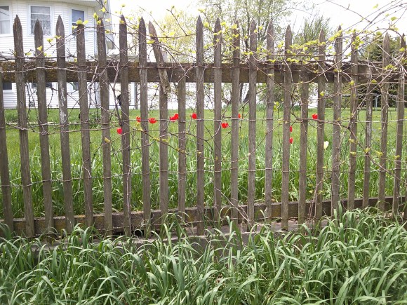 Tulips on the Fenceline