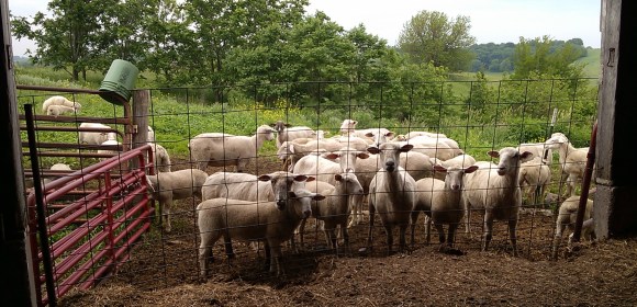 Sheep Looking into the Barn