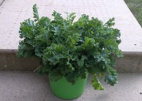 Fresh Kale