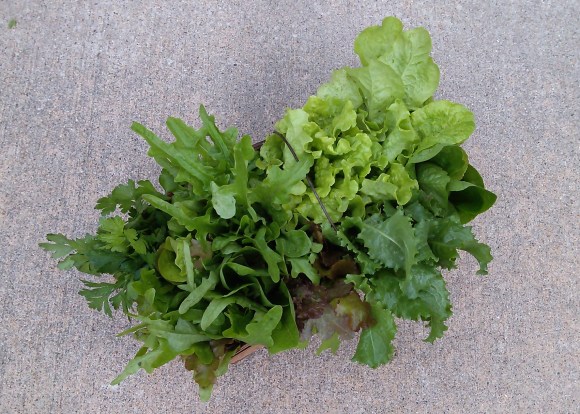 Freshly Picked Lettuce