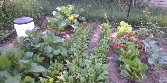 Harvesting Spinach