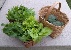 Lettuce and Broccoli