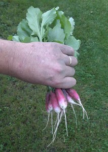 Radishes