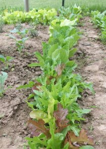 Row of Lettuce