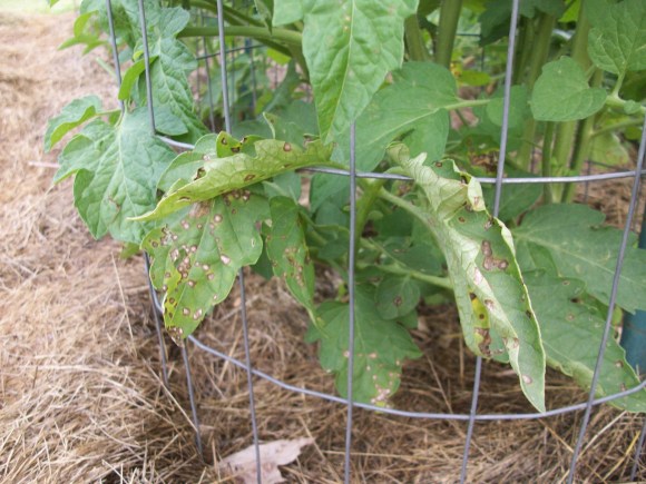 Tomato Leaves