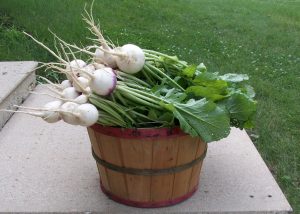 Turnip Harvest