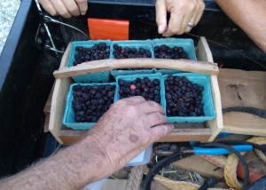 Black Raspberries
