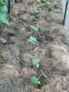Cucumber Seedlings