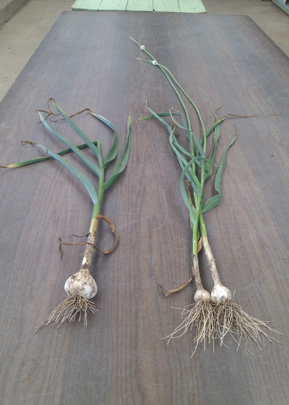 Left Cut Scape, Right Scape not Cut