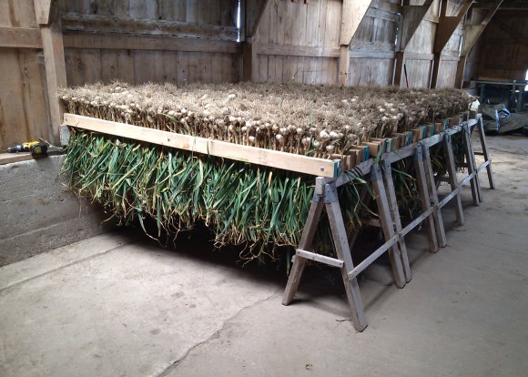 Garlic Curing in the Barn