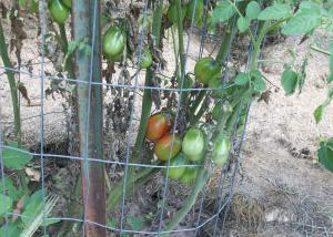 Roma Tomatoes