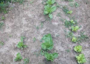 Three Rows of Lettuce