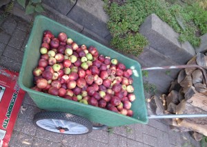 Apples for Livestock