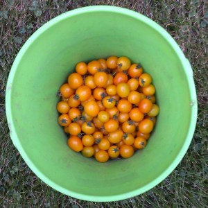 Heirloom Cherry Tomatoes
