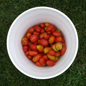 Roma Tomatoes