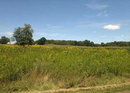 Summer in Iowa