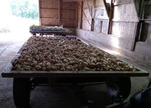Two Wagon Loads of Onions