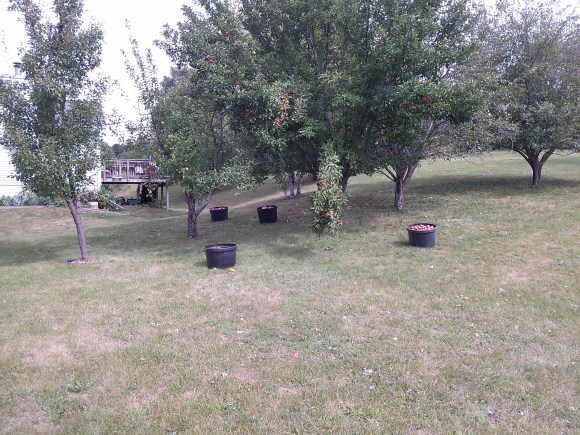 Harvesting Fallen Apples