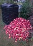 Apple Pile
