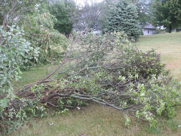 ...except the lilac bushes.