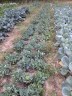 Cabbage Regrowth