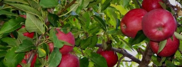 Backyard Red Delicious Apples