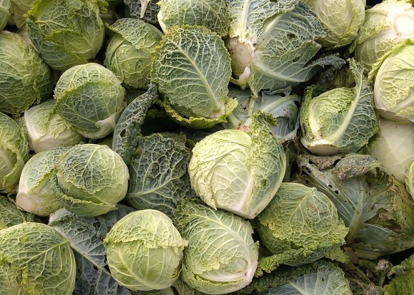 Cabbage