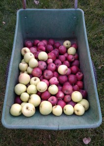 Golden and Red Delicious Apples
