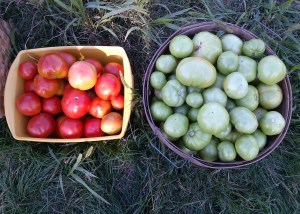 Red and Green Tomatoes