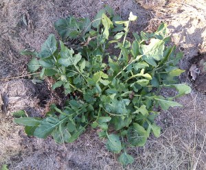 Volunteer Arugula