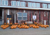Pumpkin Display