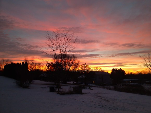 Garden in the Morning