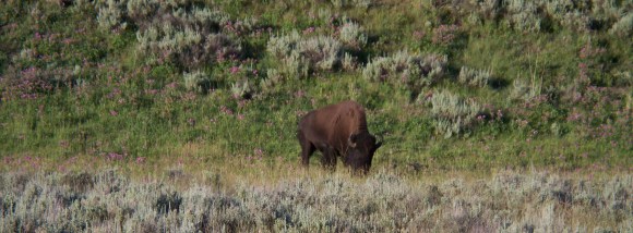 Bison at Yellowstone