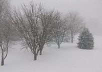 Apple Trees in Winter
